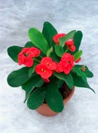 Euphorbia the Crown of Thorns