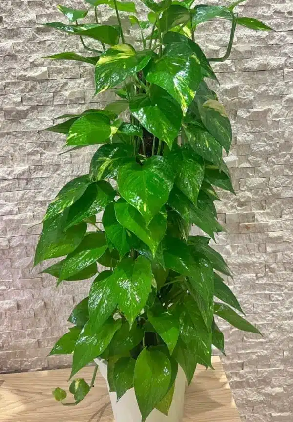 Pothos Stick (shade) - بوتس (ضل) - (Natural Plant)