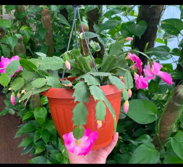 Schlumbergera plant