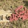 Ramadan Decorative Stand Burgundy