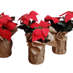 Photoroom 20241223 212401