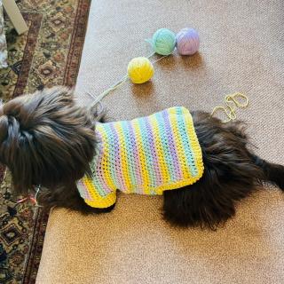 Handmade crocheted dog sweater displayed on a dog lounging beside yarn balls.