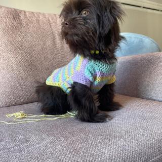 Handmade crocheted dog sweater displayed on a dog lounging beside yarn balls.